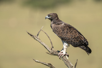 Martial eagle looks out from dead tree