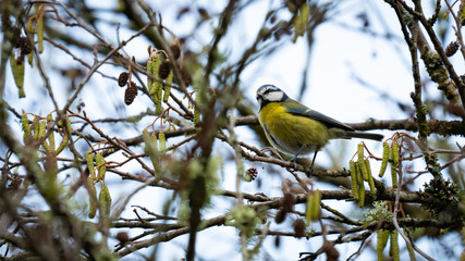 Eurasian blue tit searching for food over the branches