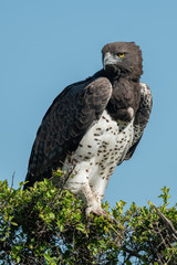 Martial eagle on leafy bush turns head