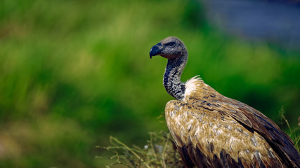 The white-backed vulture with its black eyes and a strong, slightly hooked black bill against contrasting green blurred background
