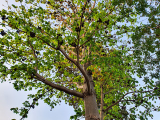 green tree