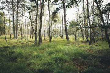 Obraz premium clearing in forest