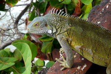 Wild iguana close up, Curacao, Caribbean