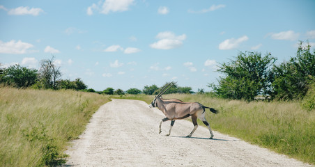 ORYX Crossing