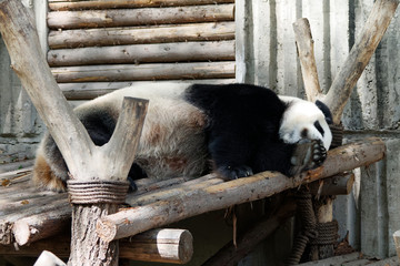 Panda w ZOO