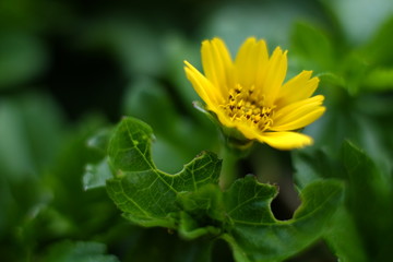 yellow flower