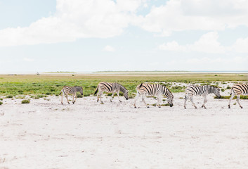 Fototapeta na wymiar Zebra Family crossing