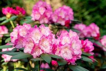 Pink rhododendron blooms in the garden