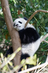 Fototapeta premium Panda w ZOO