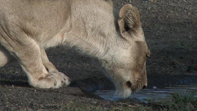 Lion (Panthera leo) drinking from a small pool, Serengeti N.P. Tanzania