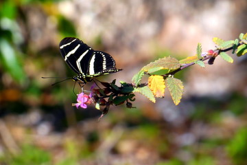 Zebrafalter Schmetterling sitzt auf Ast in Nahaufnahme
