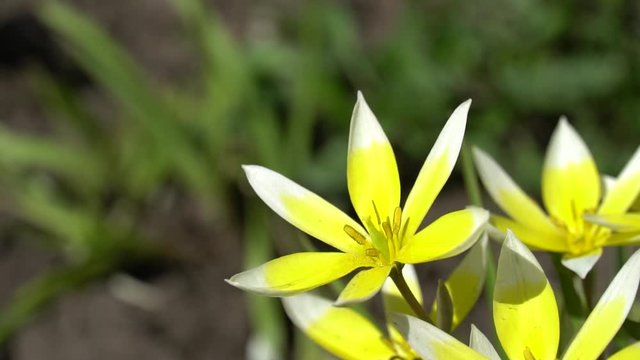 Tulipa Tarda. Blooming wild tulips in flowerbed. Beautiful yellow spring flowers. Close up video