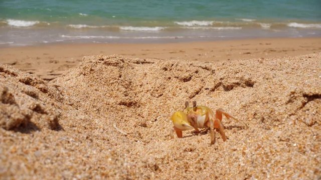 Small ghost crab scurries on beach with ocean waves in background