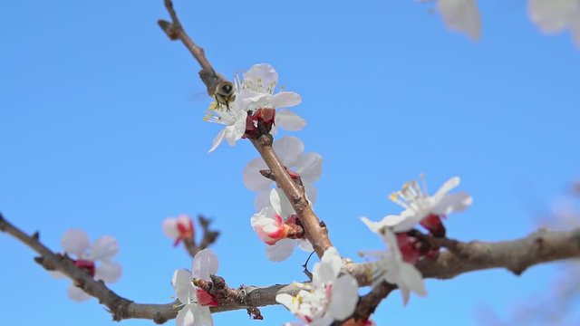 Bee on apricot tree flower collect pollen in slow motion. Spring and bloosom nature scene.