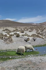 Poster Highlands Peru Andes. Sheep grazing. Desert. © A