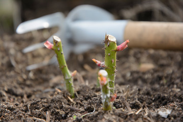 Spring care for rose bushes