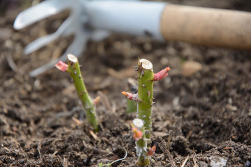 Spring care for rose bushes