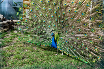 The most beautiful bird in the world is a peacock from the chicken family with a large and bright tail like a chic fan of feathers with eyes for protection. An animal from the pheasant family.