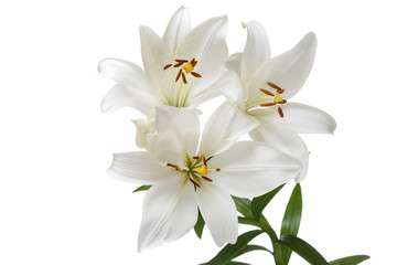 A branch of tender white lilies Isolated on a white background.