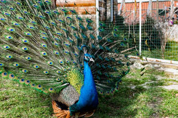 Obraz premium The most beautiful bird in the world is a peacock from the chicken family with a large and bright tail like a chic fan of feathers with eyes for protection. An animal from the pheasant family.