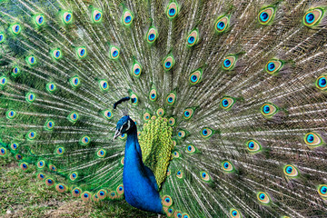 Obraz premium The most beautiful bird in the world is a peacock from the chicken family with a large and bright tail like a chic fan of feathers with eyes for protection. An animal from the pheasant family.