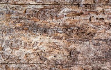 texture of weathered wood for backgrounds