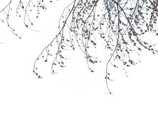 Fototapeta premium tree branch on white background