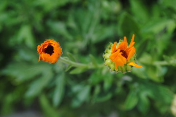 calendula medicinal flowers, orange flowers, medicinal plant - antiseptic