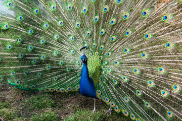 Naklejka premium The most beautiful bird in the world is a peacock from the chicken family with a large and bright tail like a chic fan of feathers with eyes for protection. An animal from the pheasant family.