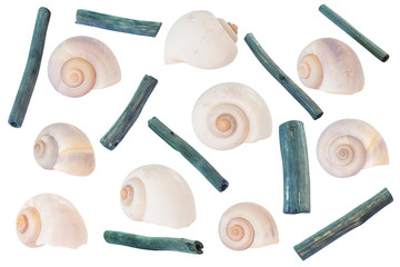 Fototapeta na wymiar Light spiral seashells and driftwoods sticks set. Clip art on white backgorund