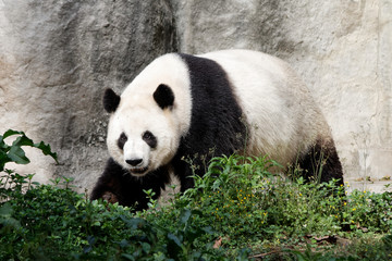 Panda w ZOO - obrazy, fototapety, plakaty