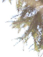 Fototapeta na wymiar branch of a tree