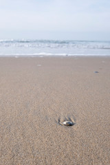 A shell on sand beach along sea at dawn. Scheveningen, The Netherlands.