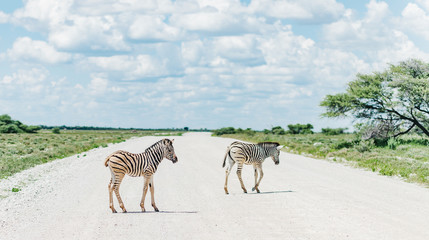Fototapeta na wymiar young Zebras cross