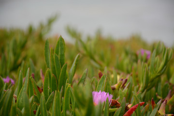 SANTA CRUZ, CALIFORNIA, USA - JULY 3, 2019: Landscape near Lighthouse Field State Beach