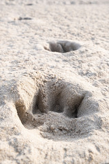 Footprints of a dog on sand beach along sea at day, Scheveningen, The Netherlands