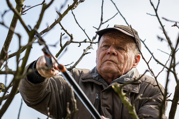 Fototapeta premium Senior man pruning apple tree