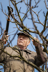 Senior farmer pruning tree 