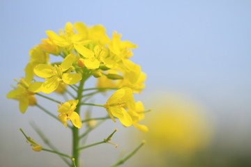 菜の花