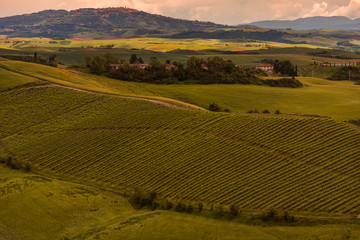 Tuscany, landscape panorama of the city of Volterra with hills and vineyards in the foreground