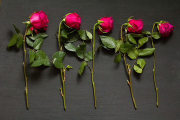 Five scarlet red purple beautiful sluggish and wilted roses lie in a row one after another on a black modern background. The concept and process of dying. Wilted pink roses. Copy space for text
