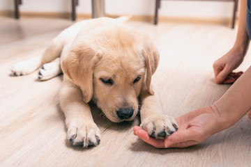Labrador puppy laid his paw on palm of owner. handshake between women and young dog