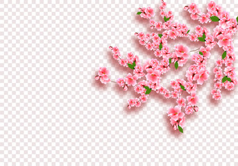 Sakura is magnificent. Cherry branches with delicate pink flowers, leaves and buds. On transparent checker background. illustration