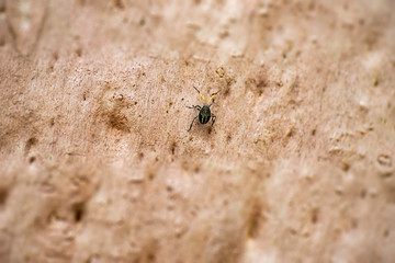 Common Gum Tree Shield Bug also known as Poecilometis patruelis.