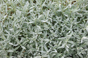 Green branch with leaves of lavender plant. Young common leaves, first shoots of Lavandula stoechas