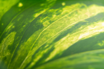 Macro photo of a leaf of a plant. Green and yellow color of a leaf. Background, nature texture.