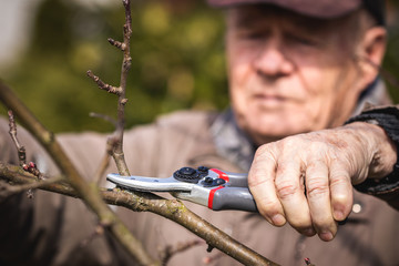 Farmer cutting branch by pruning shears