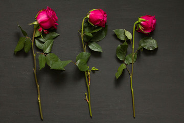 Three scarlet red purple beautiful sluggish and wilted roses lie in a row one after another on a black modern background. The concept and process of dying. Wilted pink roses. Copy space for text