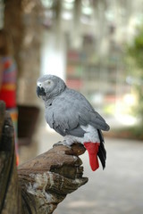 bird