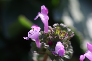 ホトケノザのピンクの花